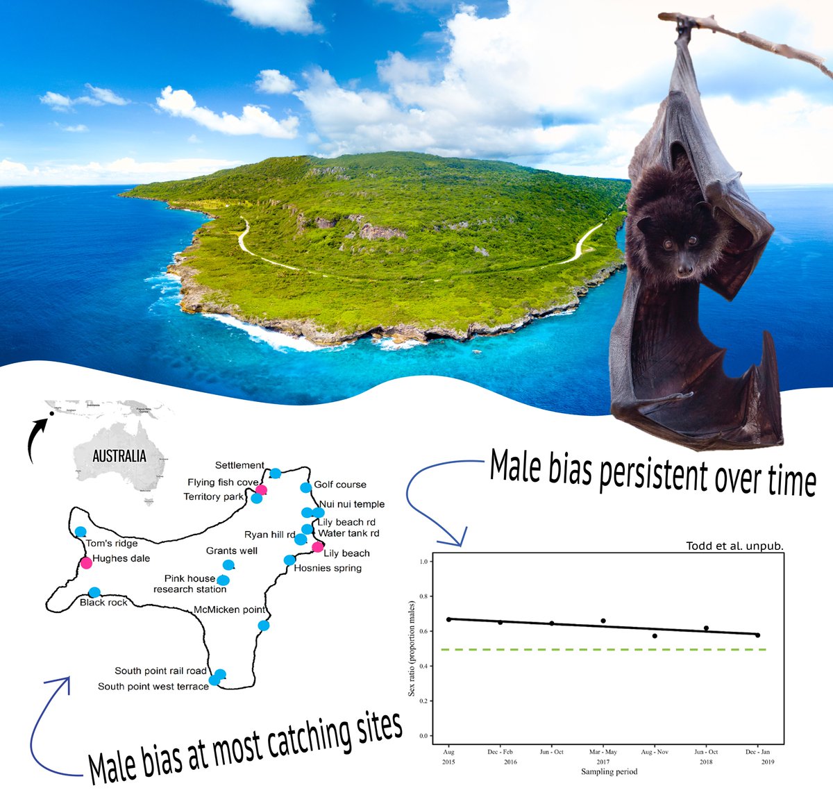1) #WBTC1 #MoveEco2

Christmas Island flying-fox is the last native mammal on this 135km2 oceanic island 🇦🇺, but is #CriticallyEndangered

Years of monitoring by @CIFFlyingFox has revealed a significant ♂️bias, which is of conservation concern, especially for a polygynous species