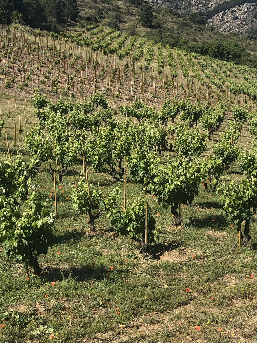 Carmen Urbano tweet media