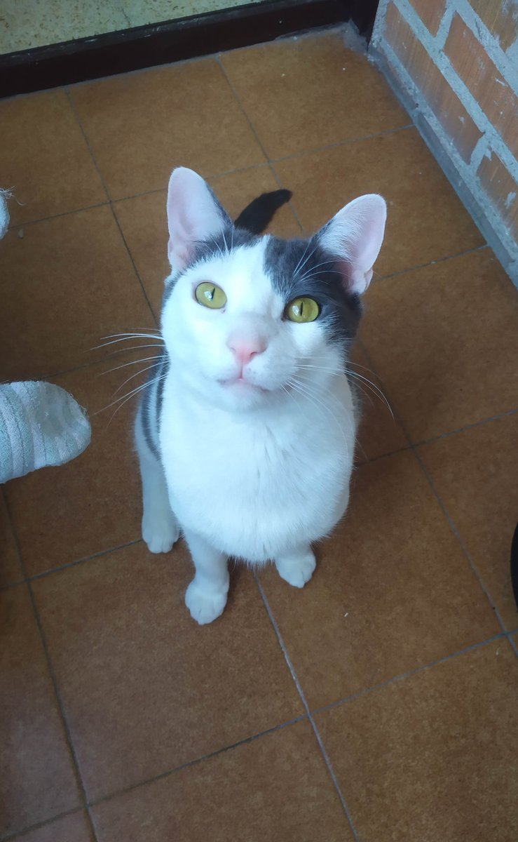 PactodeLealtad's tweet photo. Tokio, 1 año.  Busca 🏠 sociable con 🐶 y 😺#cat #gato #enadopcion #adopta #pactodelealtad #ellostenecesitan #grey #gatos #purr #purrfect  #gatosespaña #gatossalamanca  #acoge #casasdeacogida #greycat #gris #gatogris #whitecat #gatoblanco  #white&amp;grey #white https://t.co/asE3g6dFIV