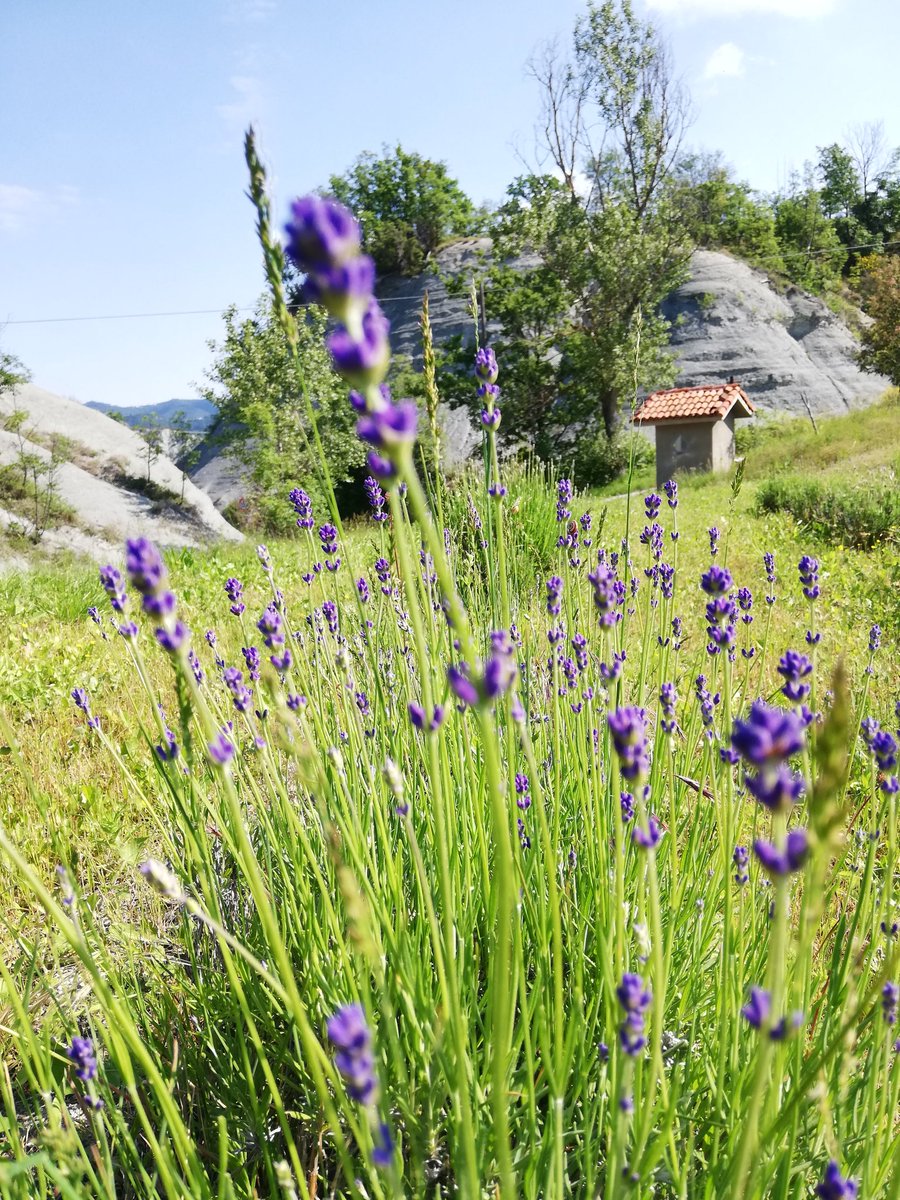 AgriVerdita's tweet photo. The first lavender flowers are coming out 💕. I always look forward to this moment, when the fields are turning from green to purple. https://t.co/VLJ7e7DMjB