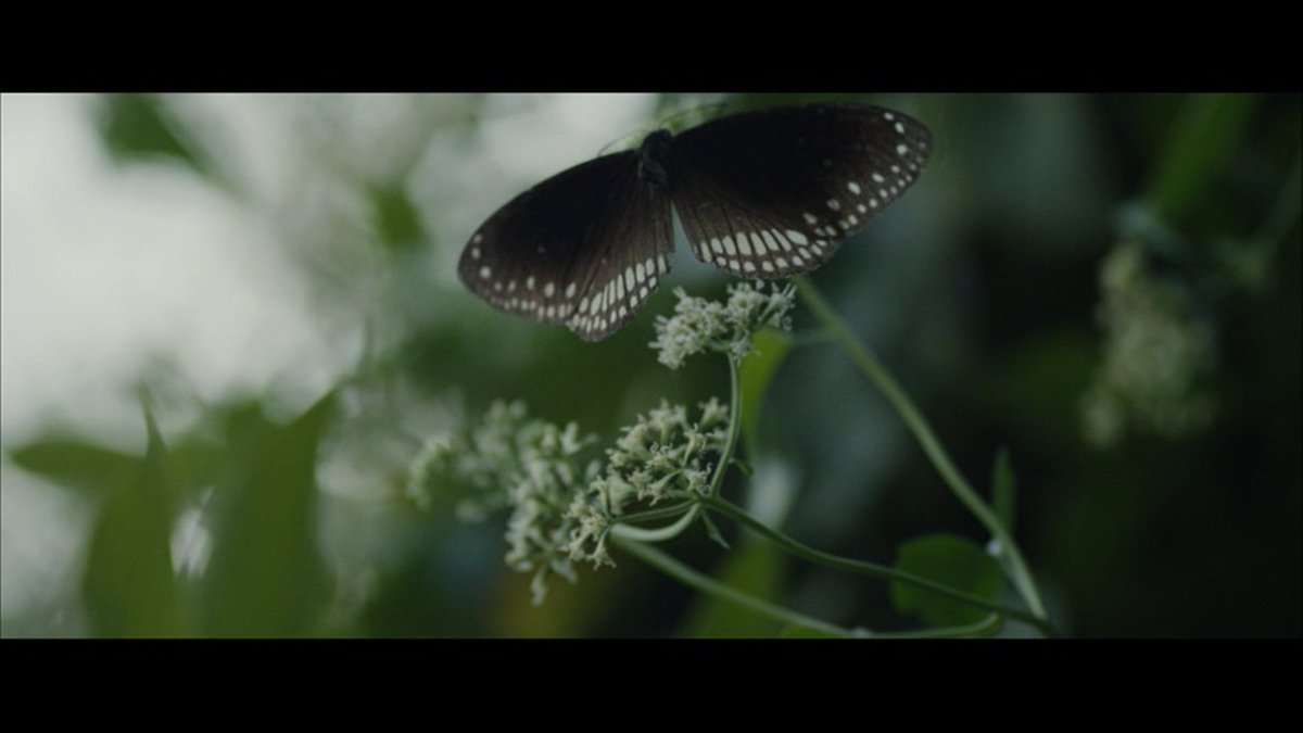 Alfonse Putharen had stated in a recent interview that Love Plants do not love each other, but they do get some love because of butterflies. He suggests that in this scene, when Mary confesses that she has a boyfriend, a butterfly moves away from the plant. #5YearsOfPremam