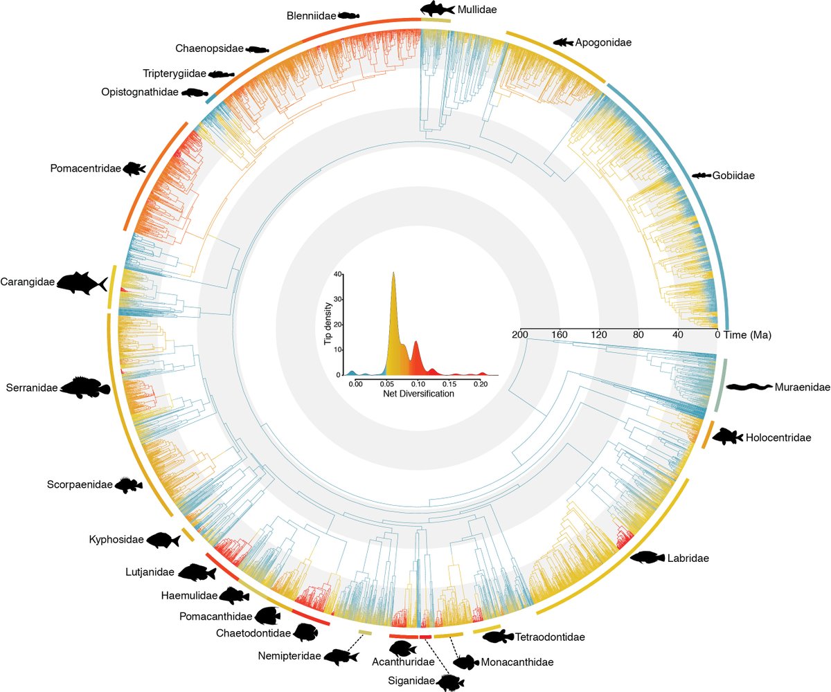 SiqueiraAleC's tweet photo. Reef fish evolutionary tales episode 3 is out! 
Using a massive phylogeny we asked what drove #reef #fish diversification? 
Spoiler alert... diet matters and big herbivores stand out!  
https://t.co/uQBm4PFjqj
@pete_cowman @bellwoodlab @RenatoAMorais @NatureComms
📸@victorhm21 https://t.co/2KqtbbV093