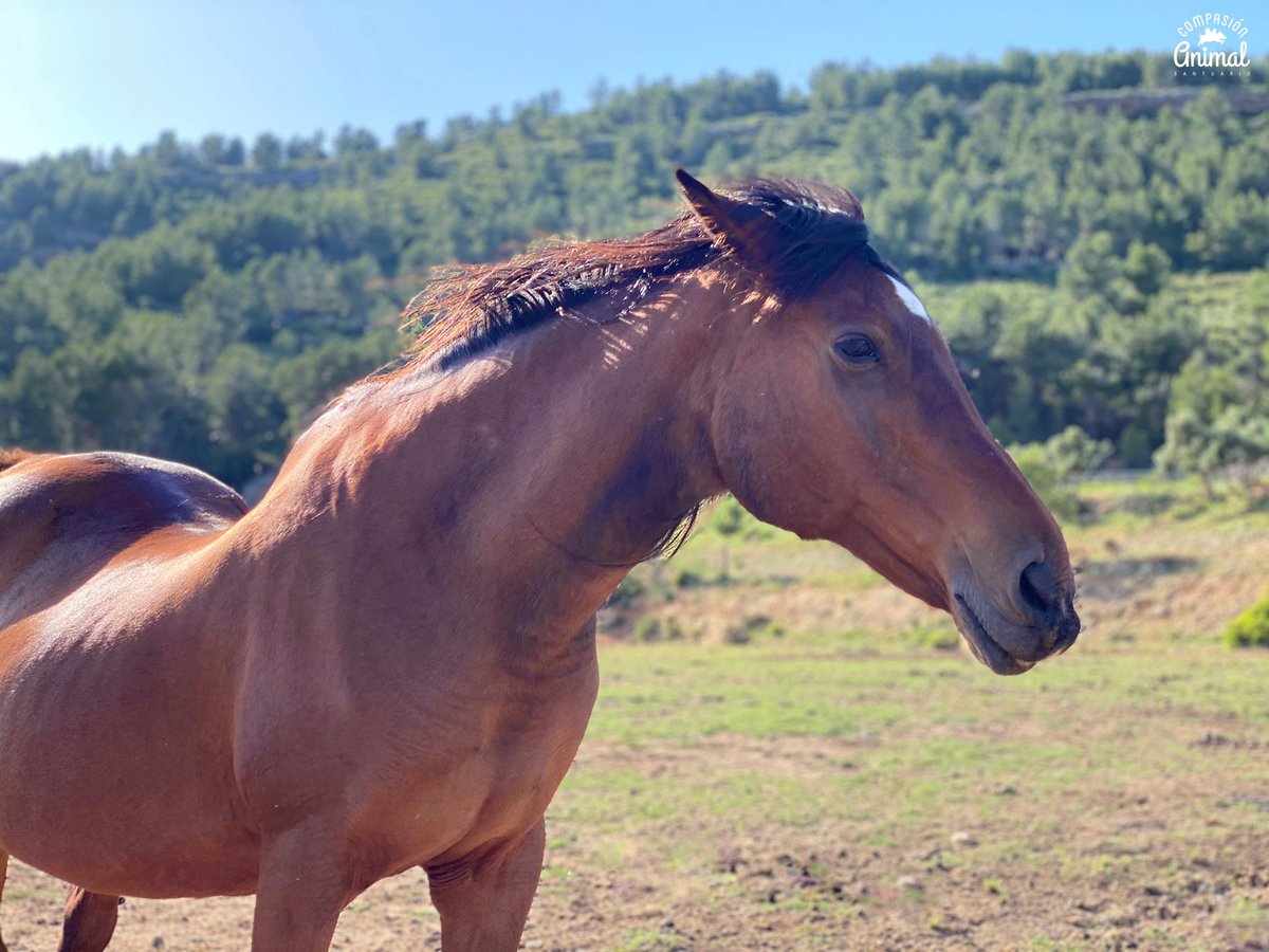 CompasionAnimal's tweet image. Jimena es la jefa de todo el Santuario y, aunque es muy cariñosa con nosotros y con el resto de animales, tiene un alma salvaje que la hace muy especial.  Siempre puedes verla galopar a lo lejos con su melena al viento.