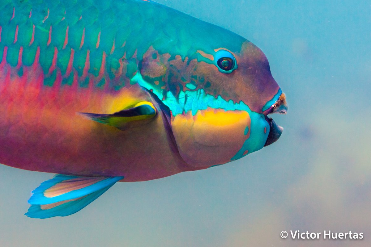 Reef fish evolutionary tales episode 3 is out! 
Using a massive phylogeny we asked what drove #reef #fish diversification? 
Spoiler alert... diet matters and big herbivores stand out!  
bit.ly/trophicInn
<a href="/pete_cowman/">Peter Cowman</a> <a href="/bellwoodlab/">The Bellwood Lab</a> <a href="/RenatoAMorais/">Renato Morais</a> <a href="/NatureComms/">Nature Communications</a>
📸@victorhm21