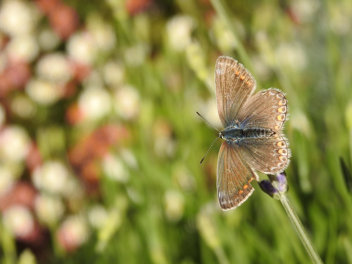 SHookway88's tweet photo. Beautiful common blue butterfly (I think!)) on the emerging lavender in the garden yesterday :) #Springwatch @BBCSpringwatch https://t.co/uSH9y7eJRJ