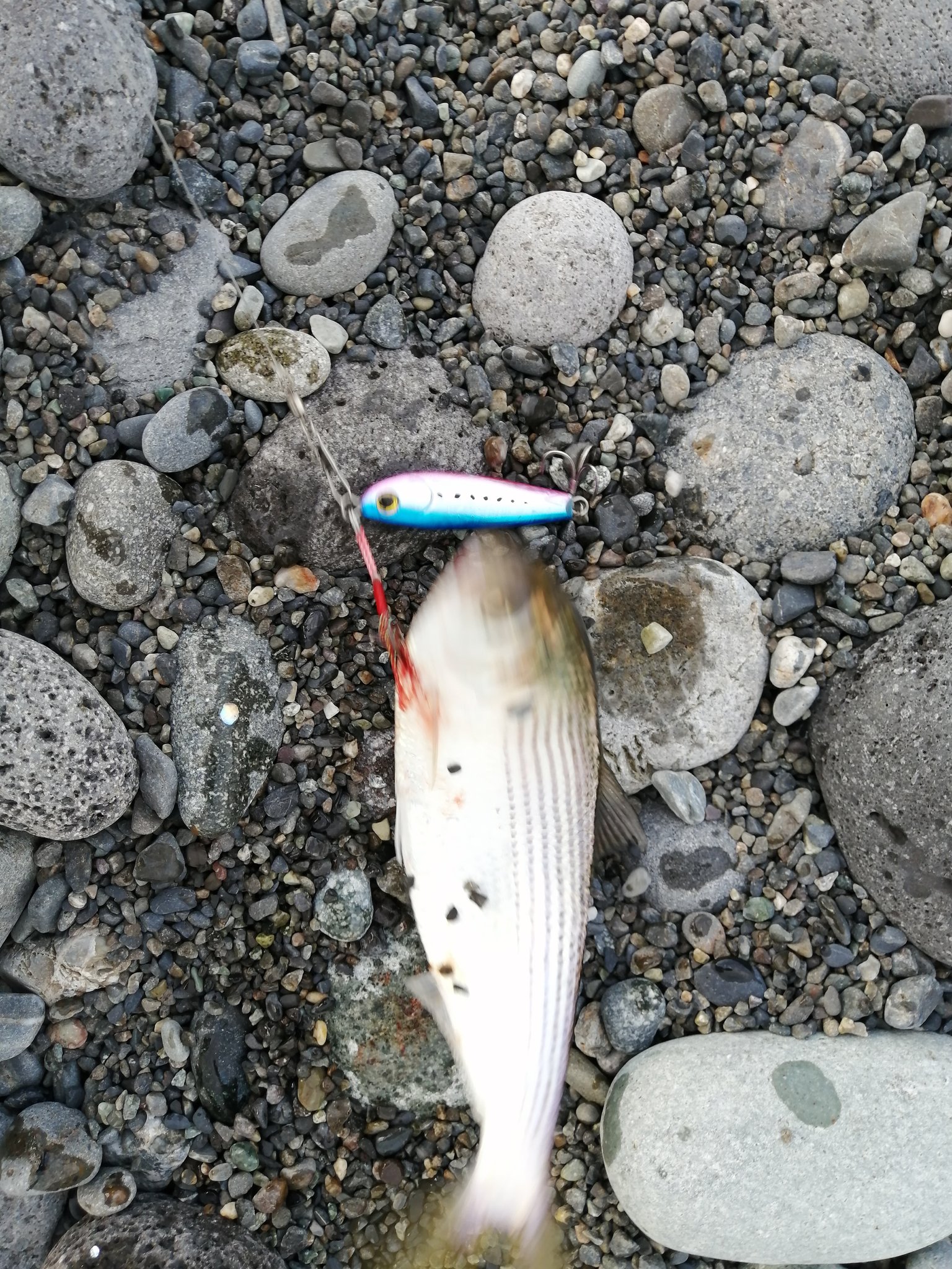 U1 T 今日の釣果 千本浜で釣りをする人はこの写真を見たら気が狂うくらいに明日の準備をし始めるだろう 今日中に動画にして更に焚き付けよう 笑 千本浜海岸 今日の釣果 ジギング T Co Go7vtgakyr Twitter