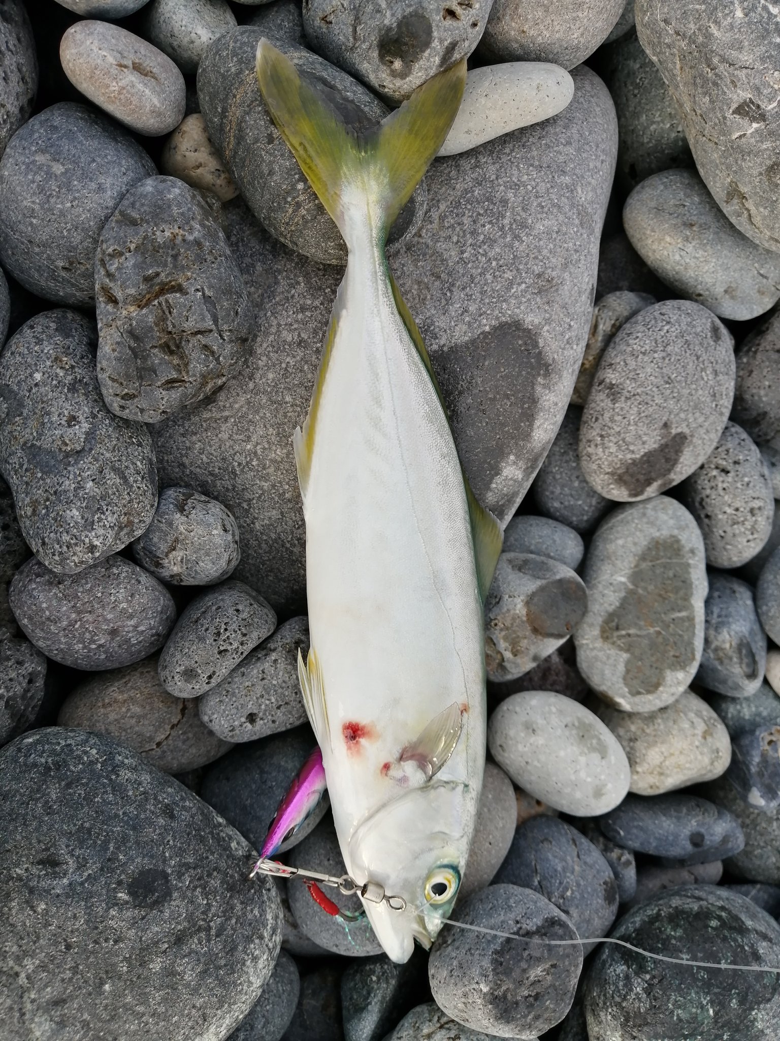 U1 T 今日の釣果 千本浜で釣りをする人はこの写真を見たら気が狂うくらいに明日の準備をし始めるだろう 今日中に動画にして更に焚き付けよう 笑 千本浜海岸 今日の釣果 ジギング
