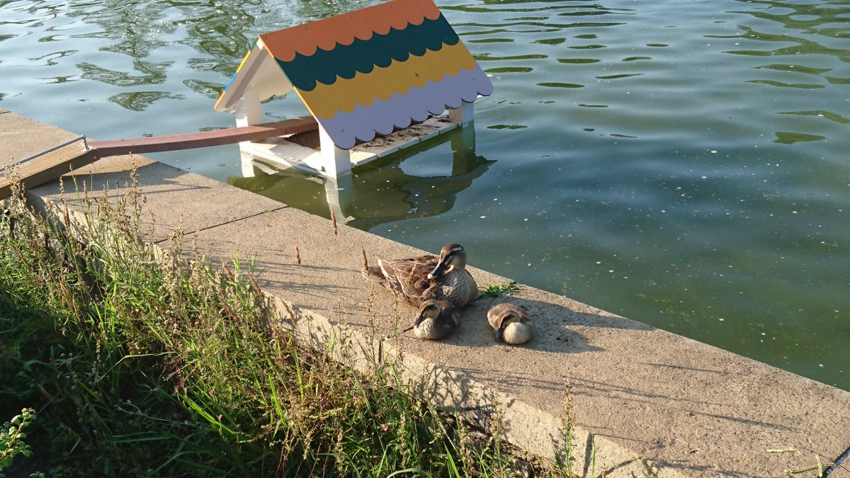 もう一度全力疾走 On Twitter 5 29 金 カルガモ観察記 随分大きくなった子ガモ 一先ず安心 かと思いきや 同じ御池にまた違う子ガモ それもたった１羽 顔馴染みカルガモウォッチャーによると今朝５羽が殺戮されたと 犯人は大きくなった子ガモの親 頭を加え窒息死させる