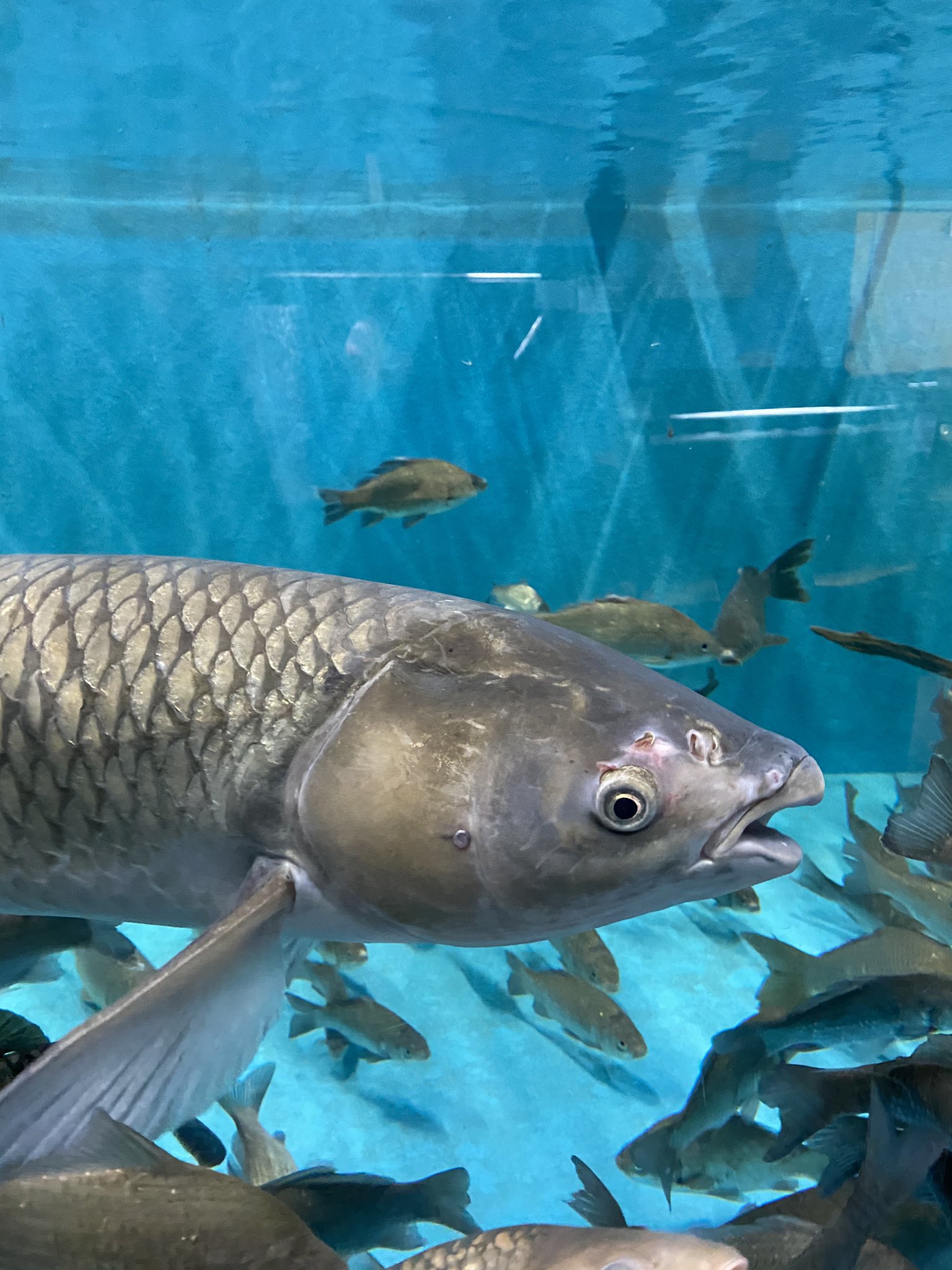 やながわ有明海水族館 やながわ有明海水族館 水族館でも特に大きいソウギョとアリゲーターガーです どこまで大きくなるのやら アリゲーターガーの飼育には許可が必要です T Co Rwf87xswzw Twitter