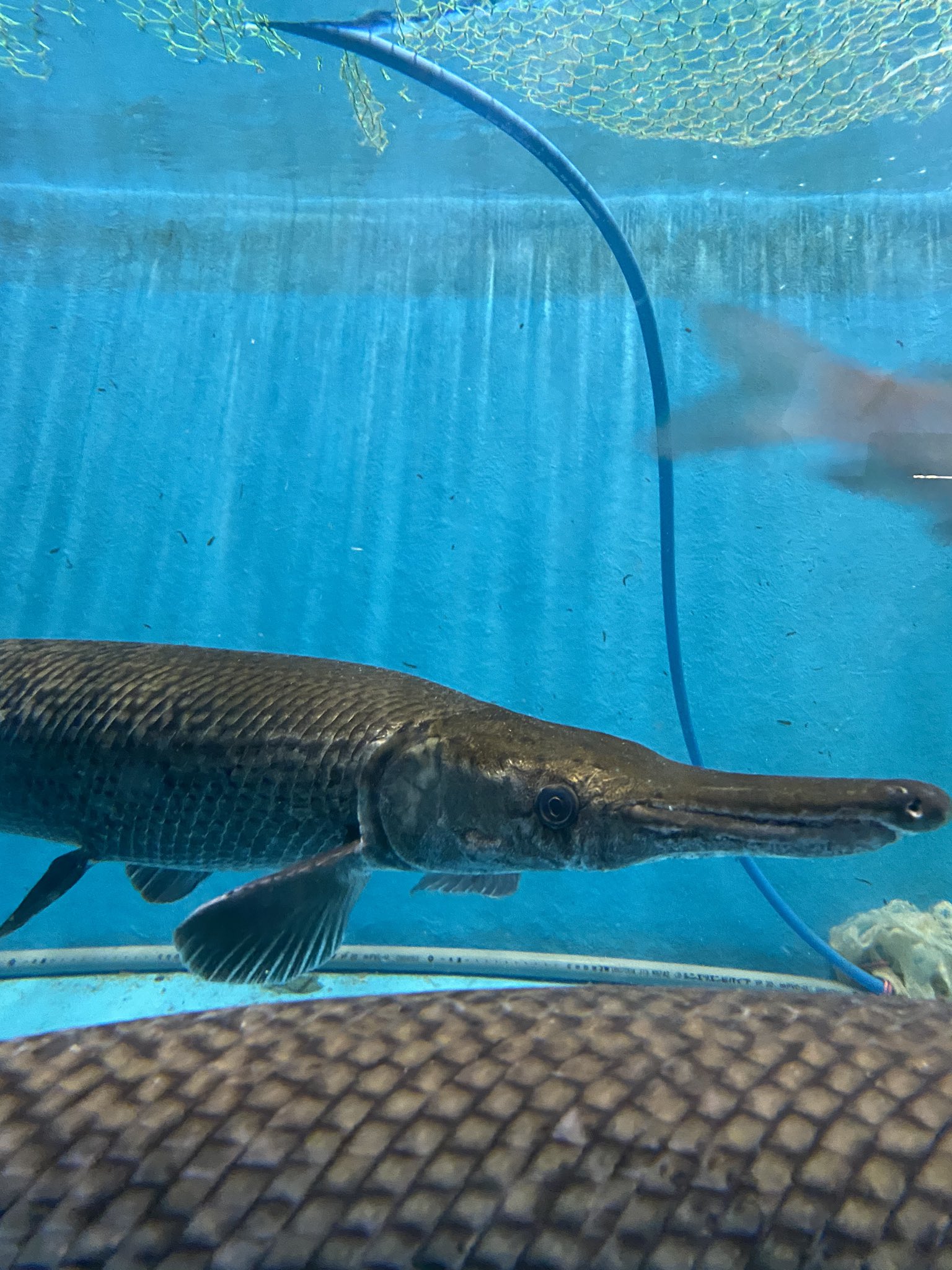 تويتر やながわ有明海水族館 公式 على تويتر やながわ有明海水族館 水族館でも特に大きいソウギョとアリゲーターガーです どこまで大きくなるのやら アリゲーターガーの飼育には許可が必要です T Co Rwf87xswzw