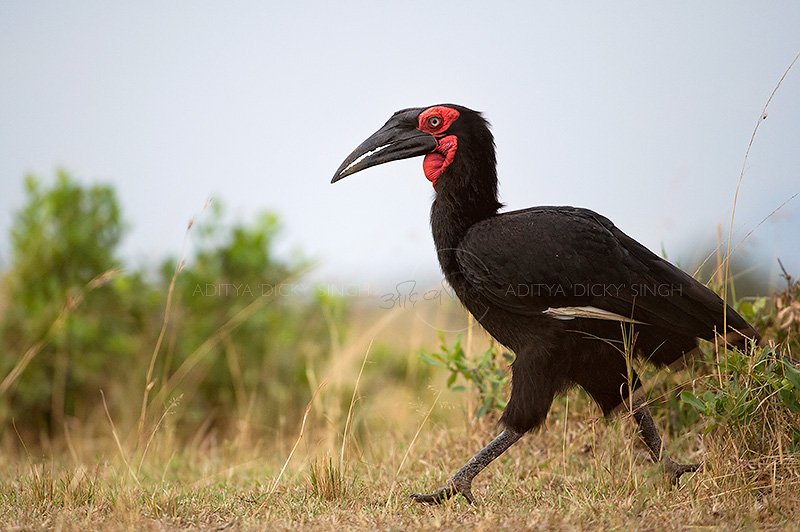 Light and angle. My story.I started serious photography 20 years ago. My first guru was a brilliant cinematographer Colin Patrick-Johnson. His take photography is all about angle, angle, angle. I use to be kicked with such pictures (Ground Hornbill) cause of low angle.