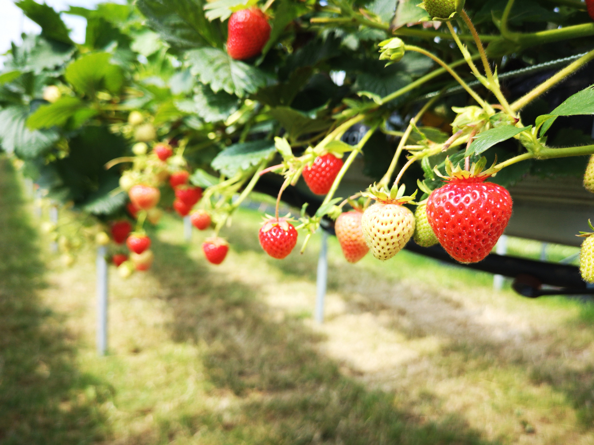 Local growers may need help with picking strawberries.

To apply, you must be registered with The People Matter Trust.

If you have your own transport &amp; interested in registering for any vacancies visit:

people-matter.org.uk/jobs/feed-nati… 

#FeedtheNation #StrawberryPickers #Sussex