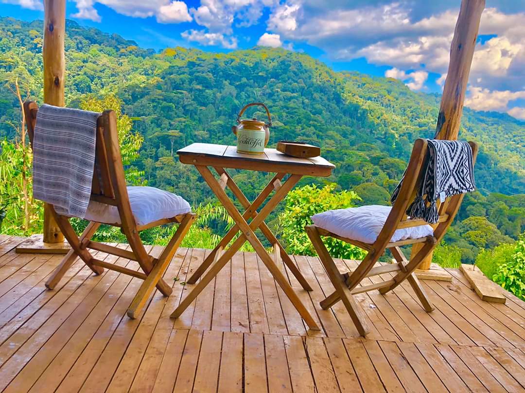 samagona's tweet image. I want to sit here.
It is Bwindi Impenetrable Forest in Uganda.