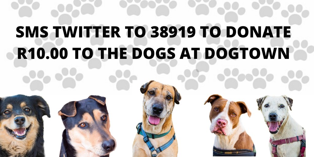 Dogtown_SA's tweet photo. SMS TWITTER to 38919 to donate R10 to the care of the #Dogtowndogs. Network charges & admin fees may apply. No closing date. #nonprofit #rescuecentre #rescuedogs #rescueisthebestbreed https://t.co/dWoiYJpGEm