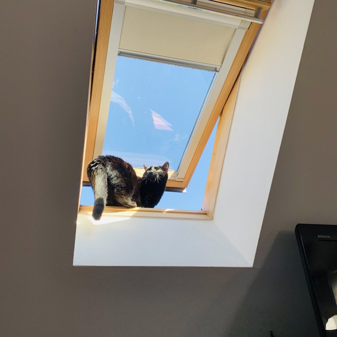 Caught the daft cat shouting at pigeons from the skylight of a 3 storey house... 😬 https://t.co/JKIV<a href="/tag/scunthorpeproblem"class="tags"><span>#scunthorpeproblem</span></a>
