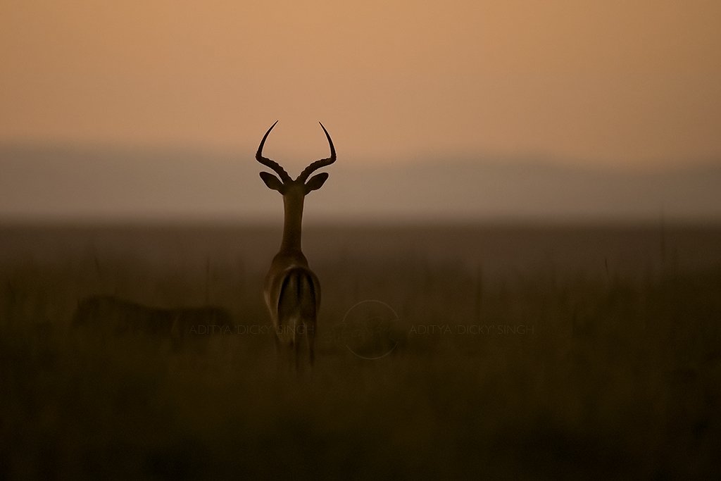 It took me a decade to figure out different kind of outdoor lighting (I dont like flash. Period) and how to even try to handle it.This shot of an Impala looking at a leopard walking in the background was shot much after sunset on the way to Narok in Kenya. ISO 25600. It works