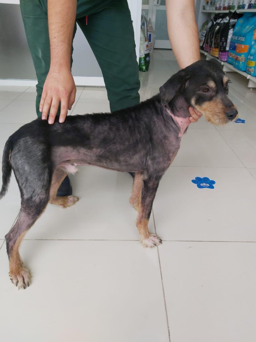 Sokağa atılmış!
Biz aldık bakımlarını yaptırdık kısırlaştırdık şimdi yeni yuvasını arıyoruz. Tekrar sokağa gitmesin. #gordonsetter #yuva