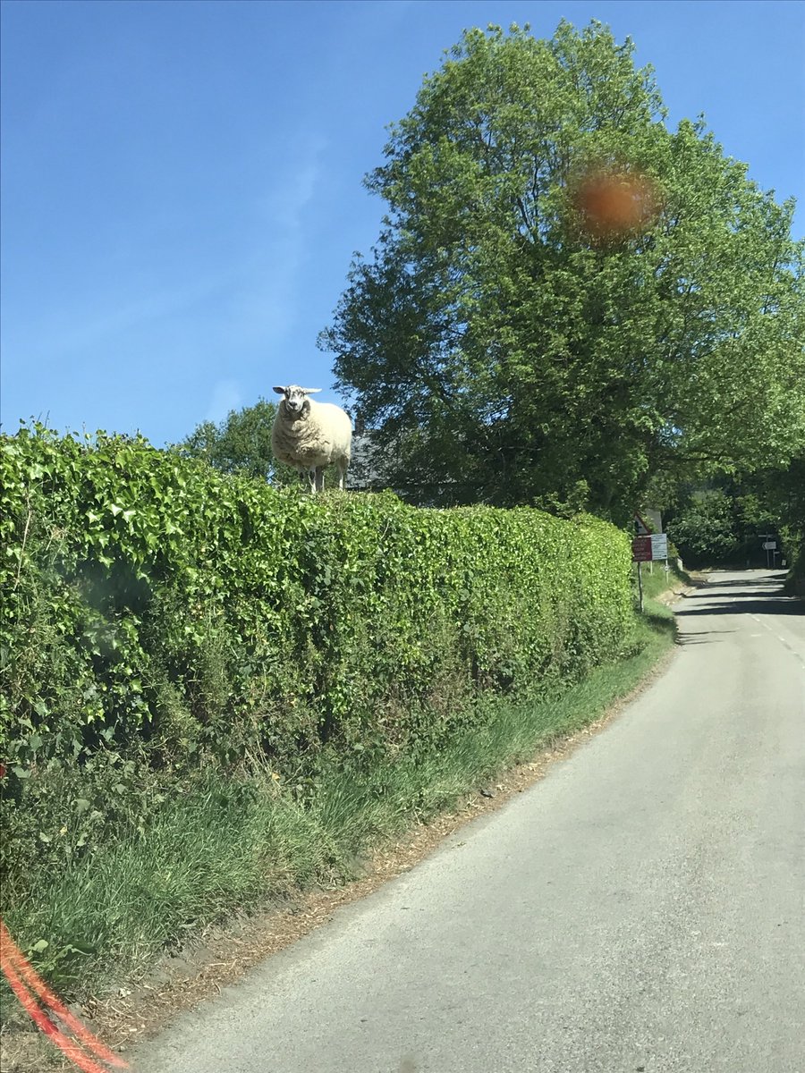 homeserviceelec's tweet photo. The grass is always greener on top of the hedge!!! this was so funny to see https://t.co/VzDF85LKvK