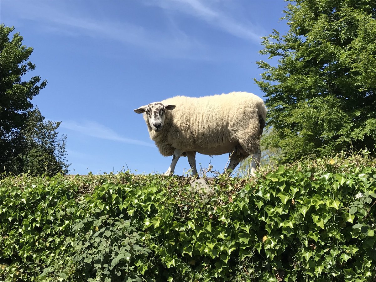 homeserviceelec's tweet photo. The grass is always greener on top of the hedge!!! this was so funny to see https://t.co/VzDF85LKvK