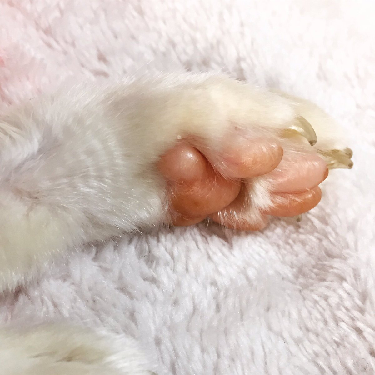 広翼 猫クリエイター 今日はにくきゅうデー おばあさん猫でも 肉球はぷよぷよとハリがあります ねこ 猫好きさんと繋がりたい 肉球 肉球の日 にくきゅう