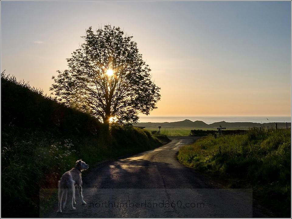 nland360's tweet photo. With @DaisyOfNland at the start of our walk down to the beach beyond those dunes... #fridaymorning #sunrise #omgitsearly https://t.co/1I7CvzutxJ