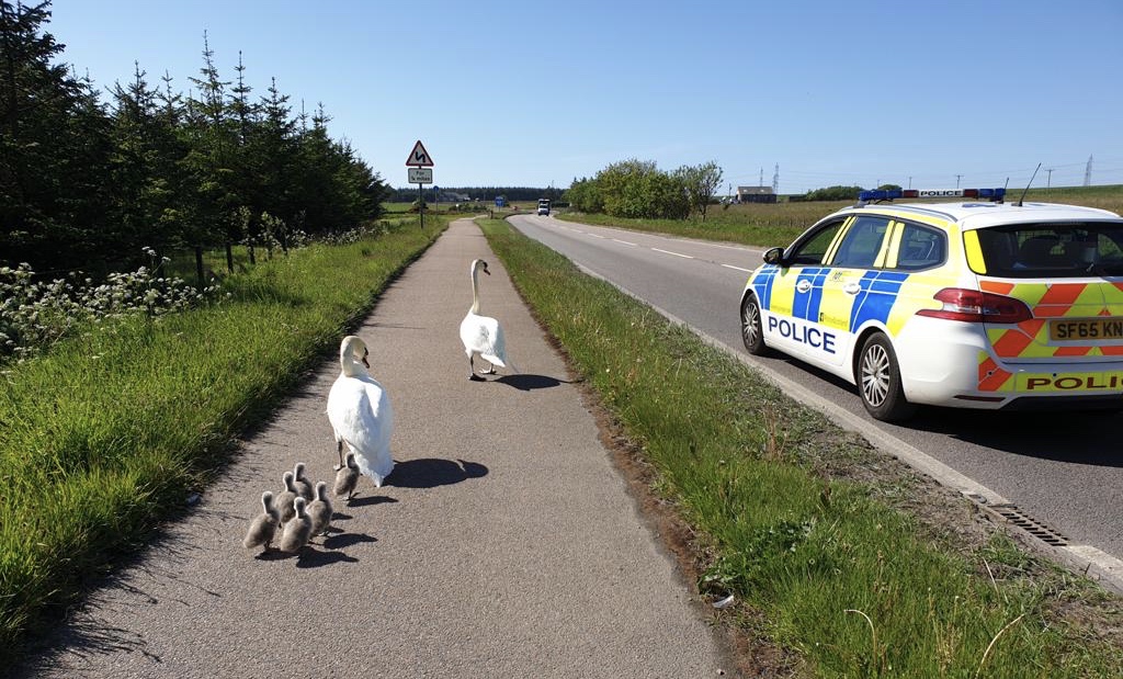 PSOSAbershire's tweet photo. #PeterheadCPT PCs Smith and Mitchell called to the A90 near #Peterhead this morning to escort a family safely back to their pond to continue with their home schooling. #keepingcommunitiessafe #keepingwildlifesafe #nicedayforit https://t.co/jGNvVUlUG3