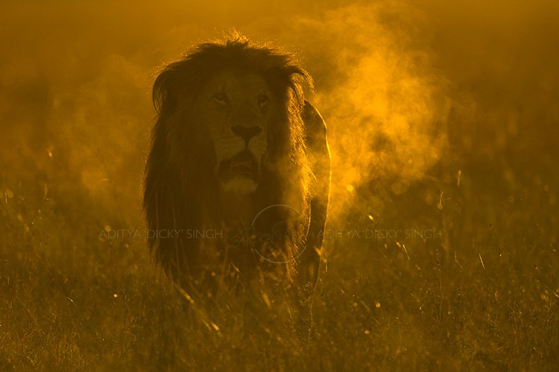 On misty conditions with low light hitting an animal from the side or back, the animals breath or dust thrown up lights up amazingly. If you find a lion roaring in such light, do tip very well.