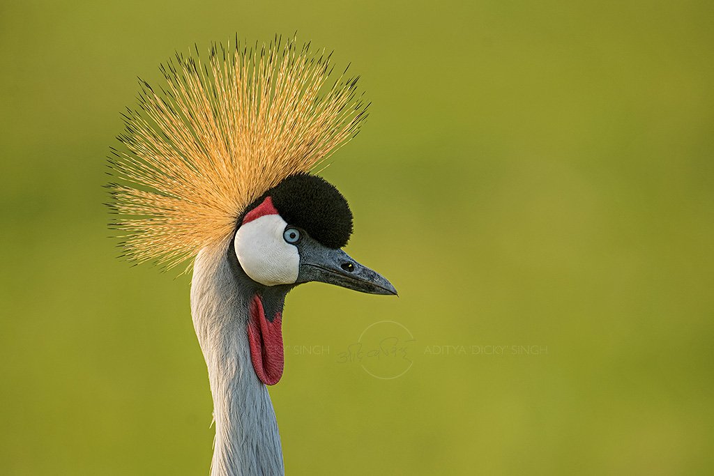 Front lighting could never have lit up this Crowned Crane's crown like this. Whenever you get a good situation, maximize it. Shoot close ups, wide angles, mid range.....change the angle and repeat. In the words of an NG producer "shoot the fucks out of it - till it lasts"