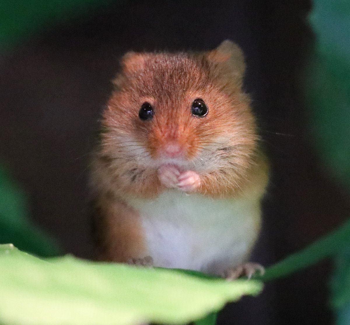 Thanks to a citizen science project led by Wildwood, the recently finished #kentharvestmousesurvey has provided unique data into the lives of #harvestmice in #Kent

Thanks to all the amazing volunteers who helped with this survey over the past 5 years 👏

More info to come 🐁