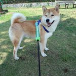 柴田理恵 X 保護犬 がトレンドに Funnitter ファニッター 柴田理恵 X 保護犬 がトレンドに Funnitter ファニッター
