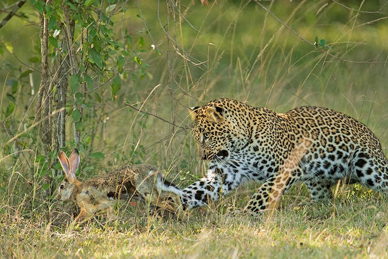 .....and if you do it for a reasonable amount of time, you will keep getting some lucky moments. Like this sub adult leopard playing with a hare before killing it. Not a great picture by any standards, just a lucky one.