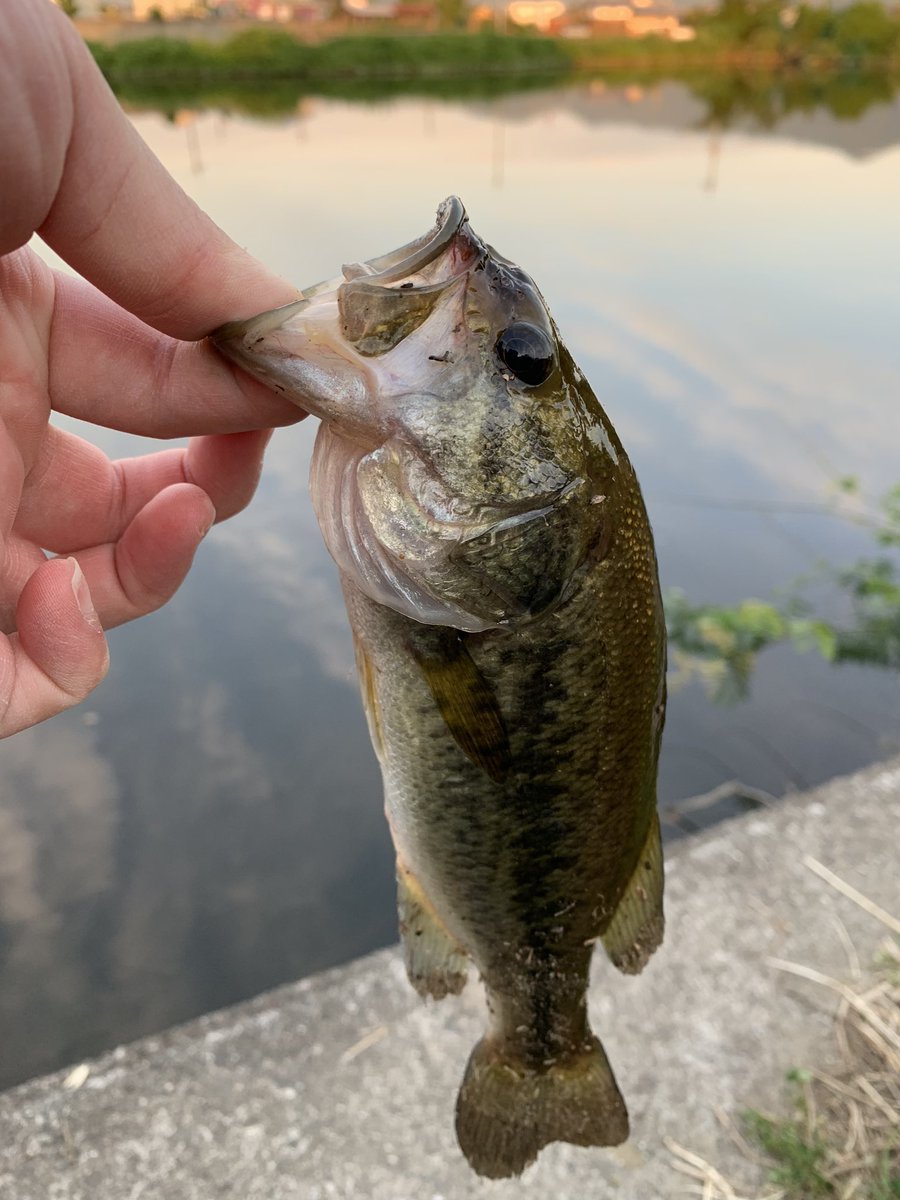 Yuuu 和歌山crew 子バスすぎて 笑