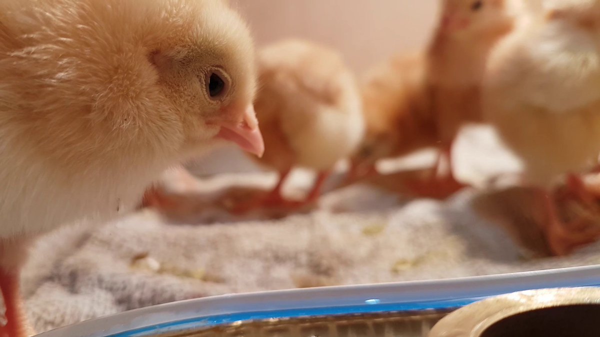 SoltColt's tweet image. I lost my job because of Covid-19. Unfortunately this means I have to eat the rescued roosters. Sad times.