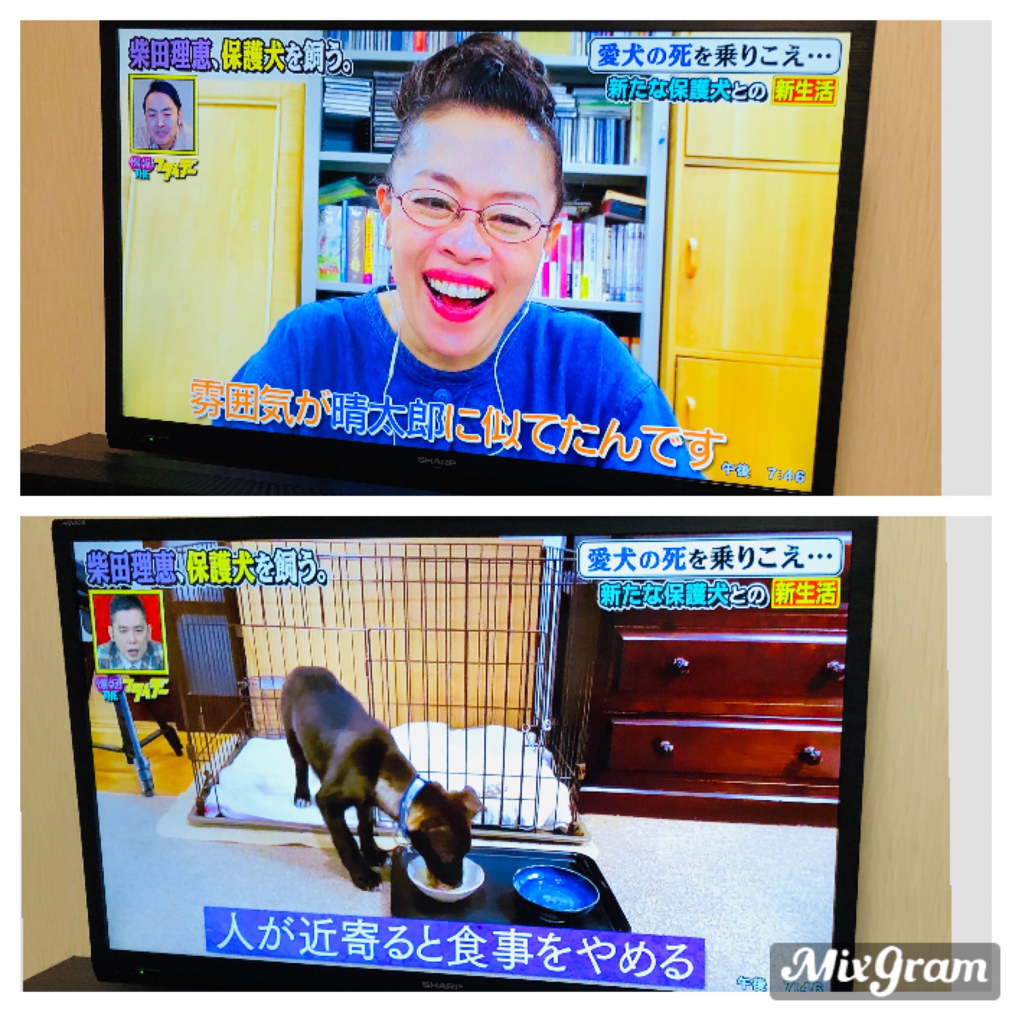 そらとルナ 元モナコ 柴田理恵さん 命を救っていただいて ありがとうございます 爆報theフライデー 柴田理恵 保護犬 T Co Yk3semckjz Twitter