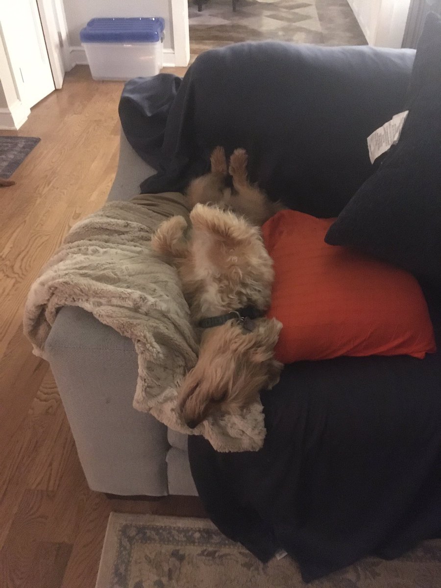 Tedkinz's tweet photo. I love to sleep in the funky poses, just to amuse the peoples. I call this one “Cliffhanger“. https://t.co/WnZ3qGII6a