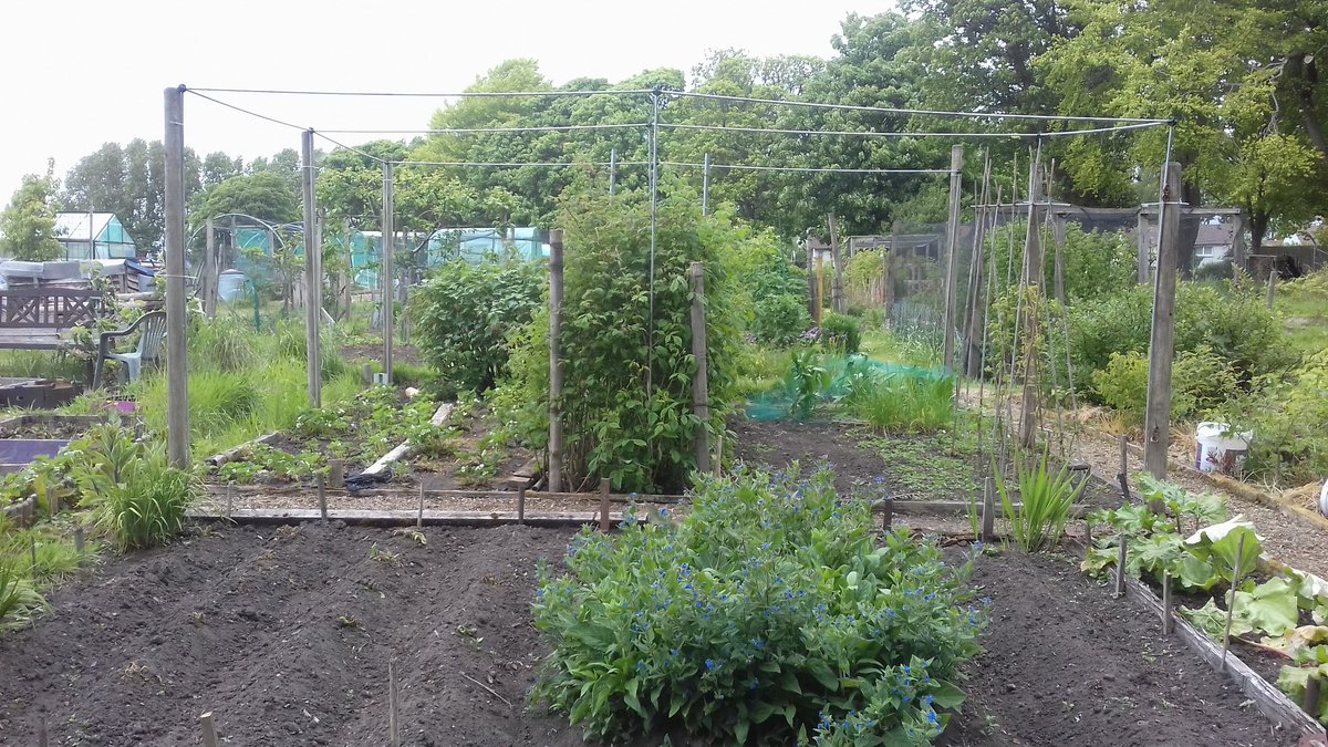 samuseums's tweet photo. The commercially grown #Ayrshire tatties are available BUT we are still all waiting patiently for the home grown crop....
#ComeOnTatties #Spuddies

If you want to see what they look like underground, then watch this wee film here! 🙂 https://t.co/AxEpxErGzP 

🥔🌿🧈 https://t.co/usmlXsLILb