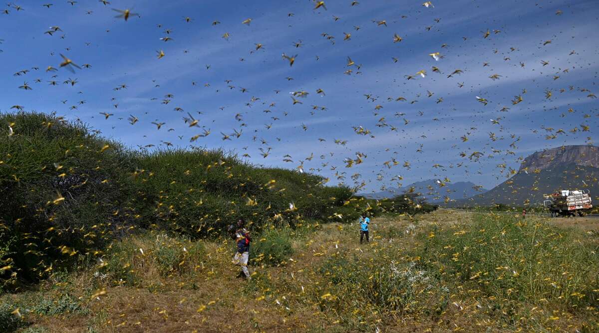 BABAJKC007's tweet photo. Swarms of Locusts in Haryana
#Tiddiattack #locustattack #locust #TiddiDal
#TiddiAttack https://t.co/lKbGYNkiKk