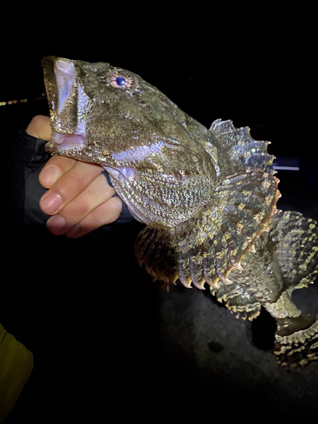 北 海 道 大 学 釣 愛 好 会 北大釣愛好会 お魚紹介13 カジカ 今回はカジカを紹介します ただカジカ とは言いつつも多くの種を釣ることができ しかも見た目がそっくりなのでまとめて紹介します ちなみに写真は左がケムシカジカ 右がシモフリカジカ
