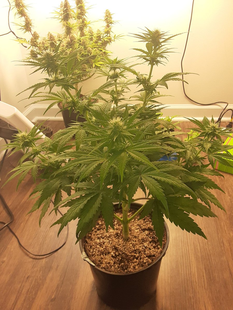 Peace&💚❤💚Today is day40 for femauto. I topped at day19 and trimmed off all original fan leaves.She is doing great I am using  AdvancedNutrients and have NOT checked my PH at all the whole grow.Well Everyone in the community have a beautiful day 🌻🦋 #girlsgrowtoo #autoflower