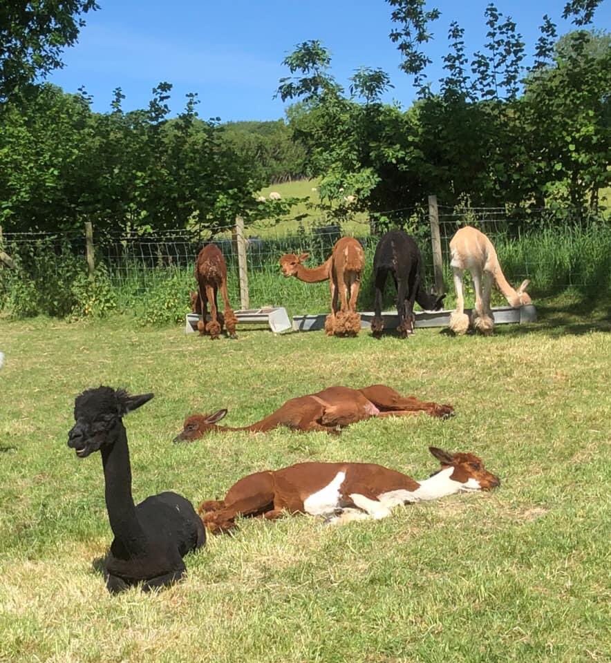 WAlpacas's tweet photo. Enjoying the sunshine this morning! The boys have missed interacting with you all. Watch out for our upcoming plans. #SocialDistancing #alpacas #Shropshire https://t.co/cy4ztHp1uS
