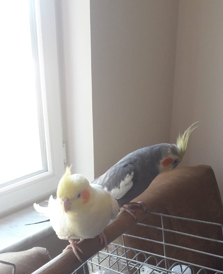 Hanım bak etlafa kimse yogsa öbüşelim