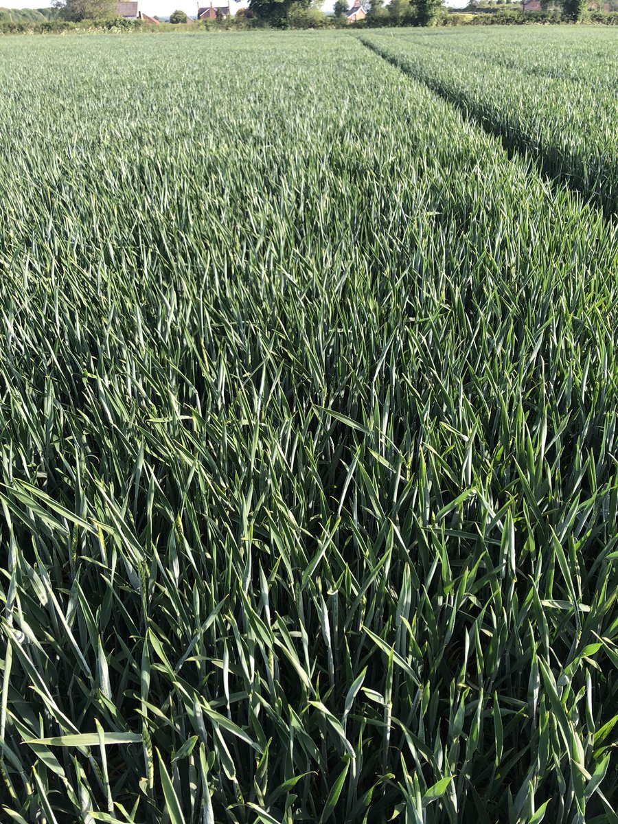 Clear difference in leaf roll and general appearance following 25mm of irrigation !!!