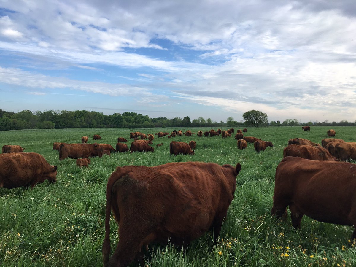 Here's the start of my no words no people collection, likely going to lots of cows. <a href="/dcookie377/">Les Nessman-Reporter</a>