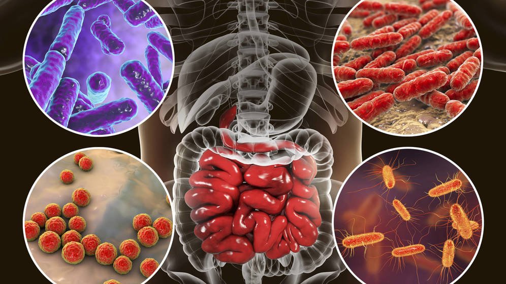 delaralaura's tweet photo. A esta microbiota se la llama “el segundo cerebro”, y tiene mucho que ver con la salud del individuo. Es importante que exista un aporte neto de bacterias, hongos y parásitos hacia nuestro tracto digestivo para que pueda ser regenerada constantemente #microD2020 https://t.co/9UudrBhO30