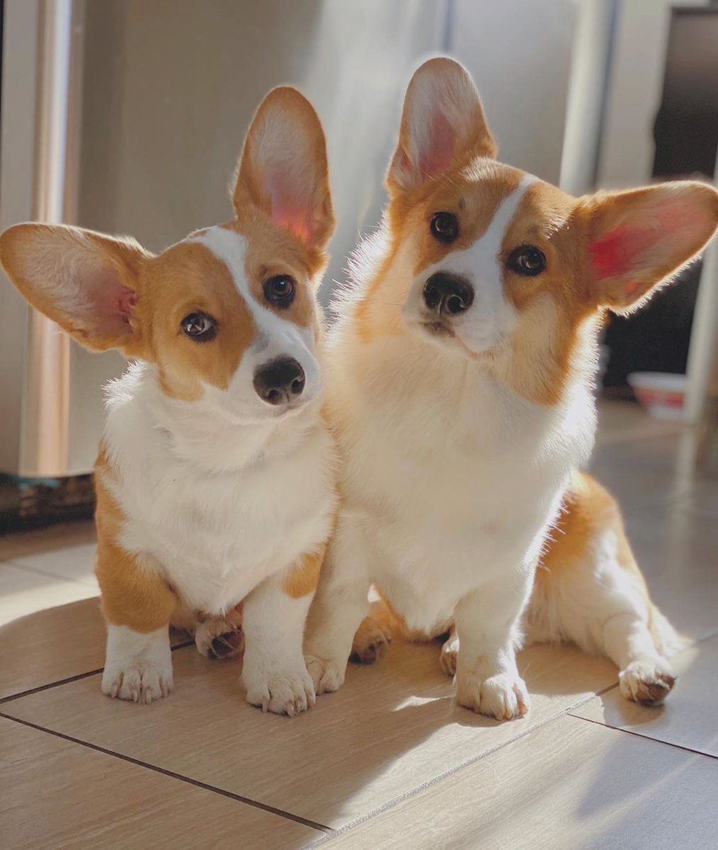 woofial's tweet photo. Do you love our ears? 👂

📸: IG freddie.thecorgi

#corgi #corgilife #corgilove #corgibutts https://t.co/8JzNwIvcW0