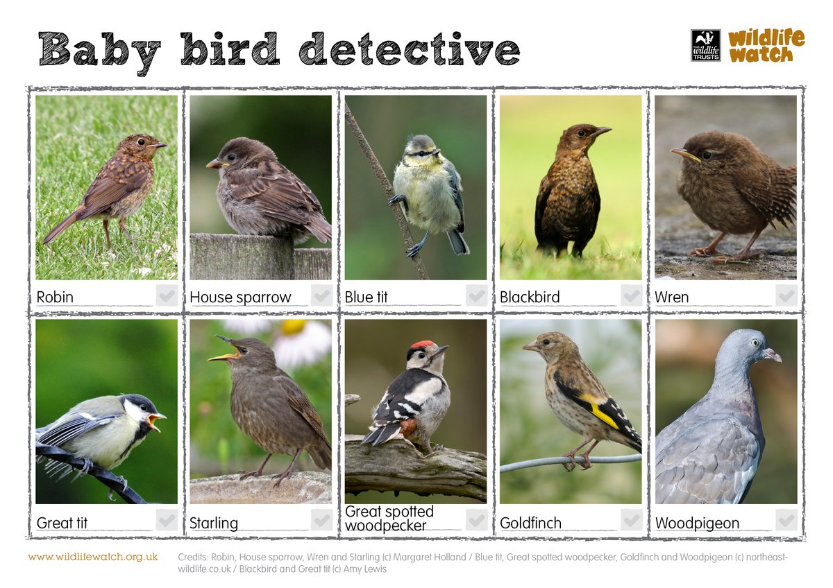 cumbriawildlife's tweet photo. There are a lot of fledglings about at the moment. Here is a baby bird spotter guide, which we thought your little ones might enjoy 🦆🐥

Discover more 👉https://t.co/x4MrRp6Y5K

#outdoorfamily #naturekids  #wildlife #nature #cumbriawildlife #joinusfromhome https://t.co/RV65HIoj40
