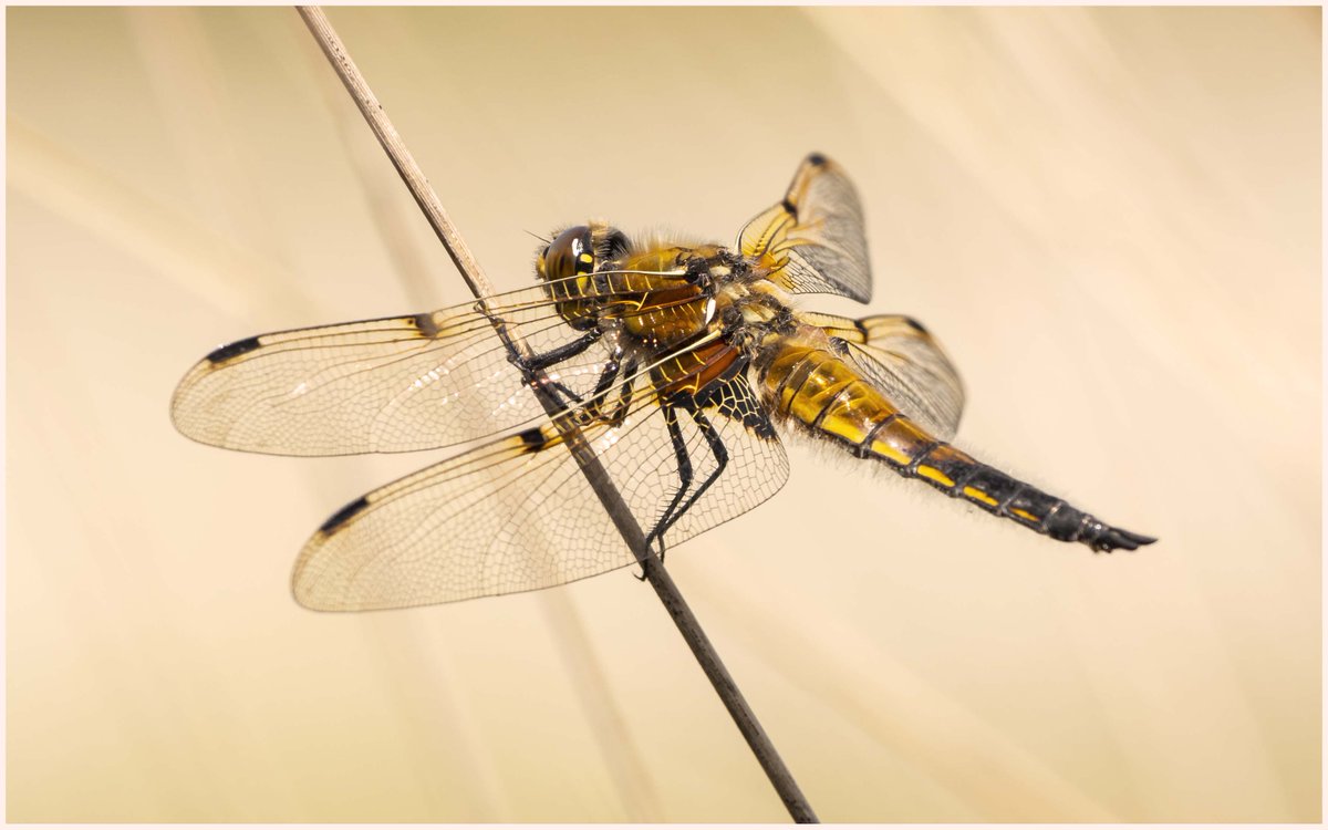 Pspearphoto's tweet photo. Lots of White-faced Darters and Four-spotted Chasers at Whixall Moss today @BDSdragonflies @WildlifeTrust @OlympusUK #insects #odoanata #fenns #whixall #em1mkii #300mmf4pro https://t.co/v7ckumW8h0