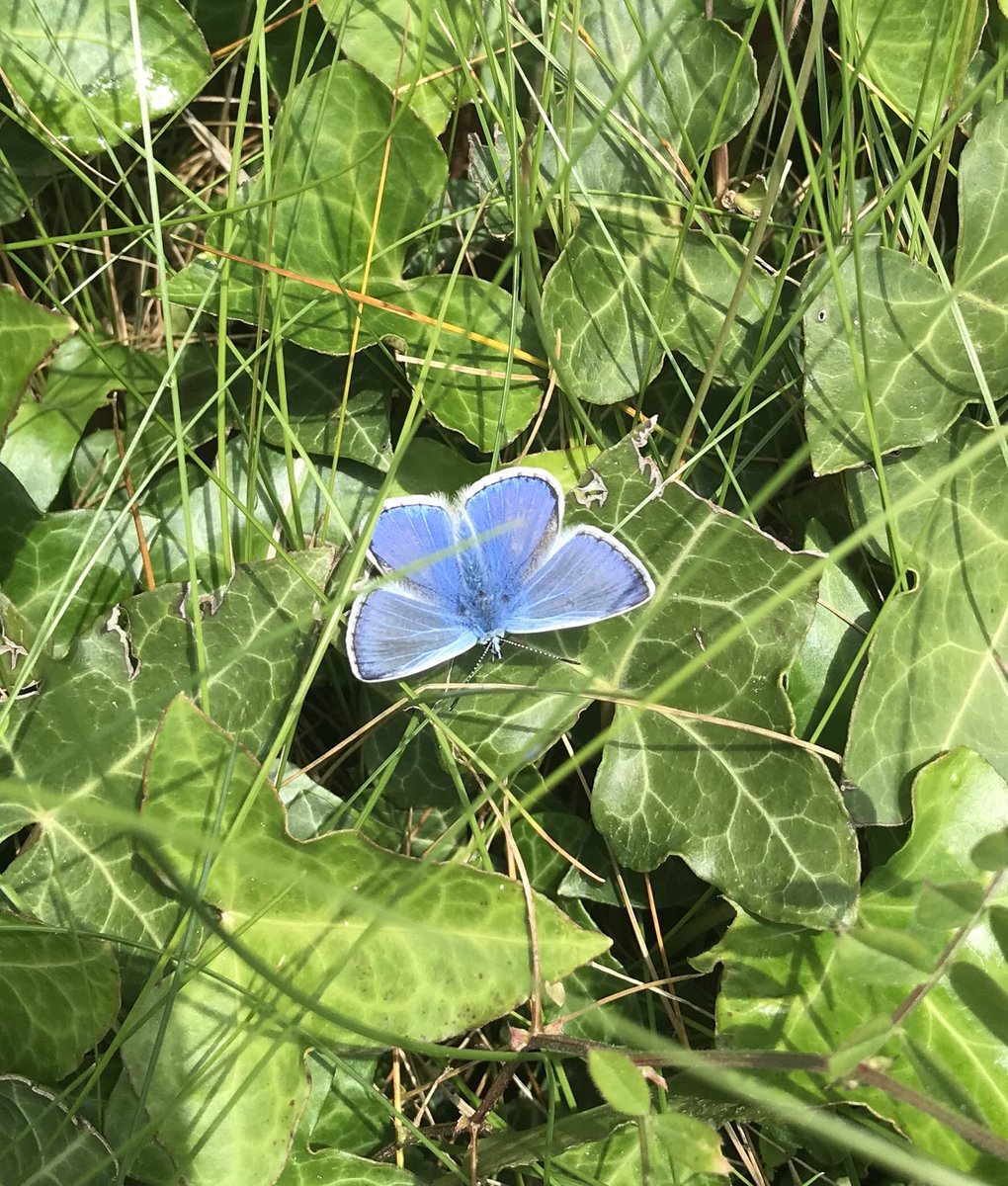 BackFarming's tweet image. #speciesaday  ⁦@BioDataCentre⁩    These are probably my favourite butterfly.
