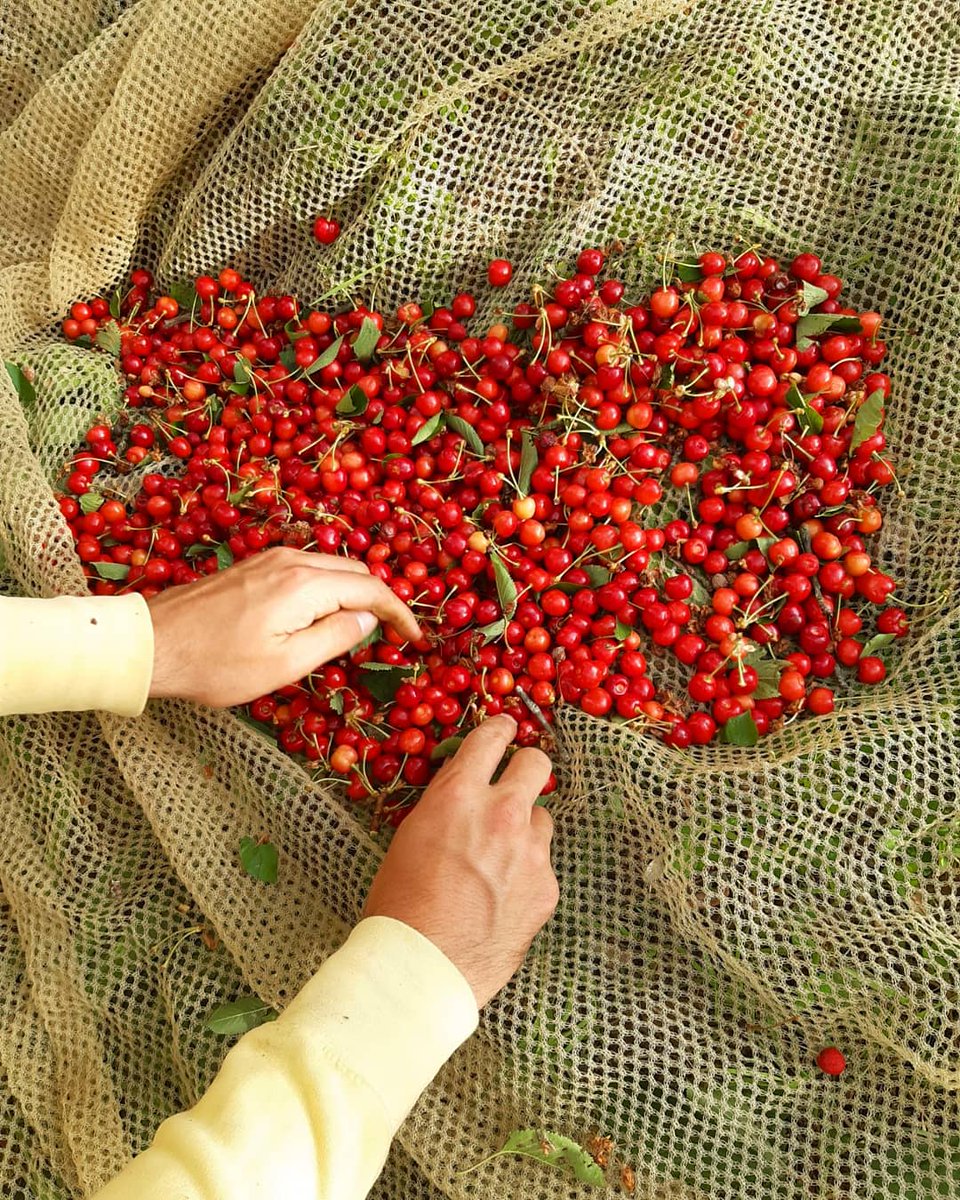 Today cherry picking. This and much more at #PodereSantAlessandro 🍒🤩
.
.
.
#BorghettoMontalcino #loveisborghetto #montalcino #tuscany #valdorcia #bestplacetogo #places_wow #placestotravel #holidayintuscany #topdestinations #travelgram #bbctravel #lovetheworld #traveladvice