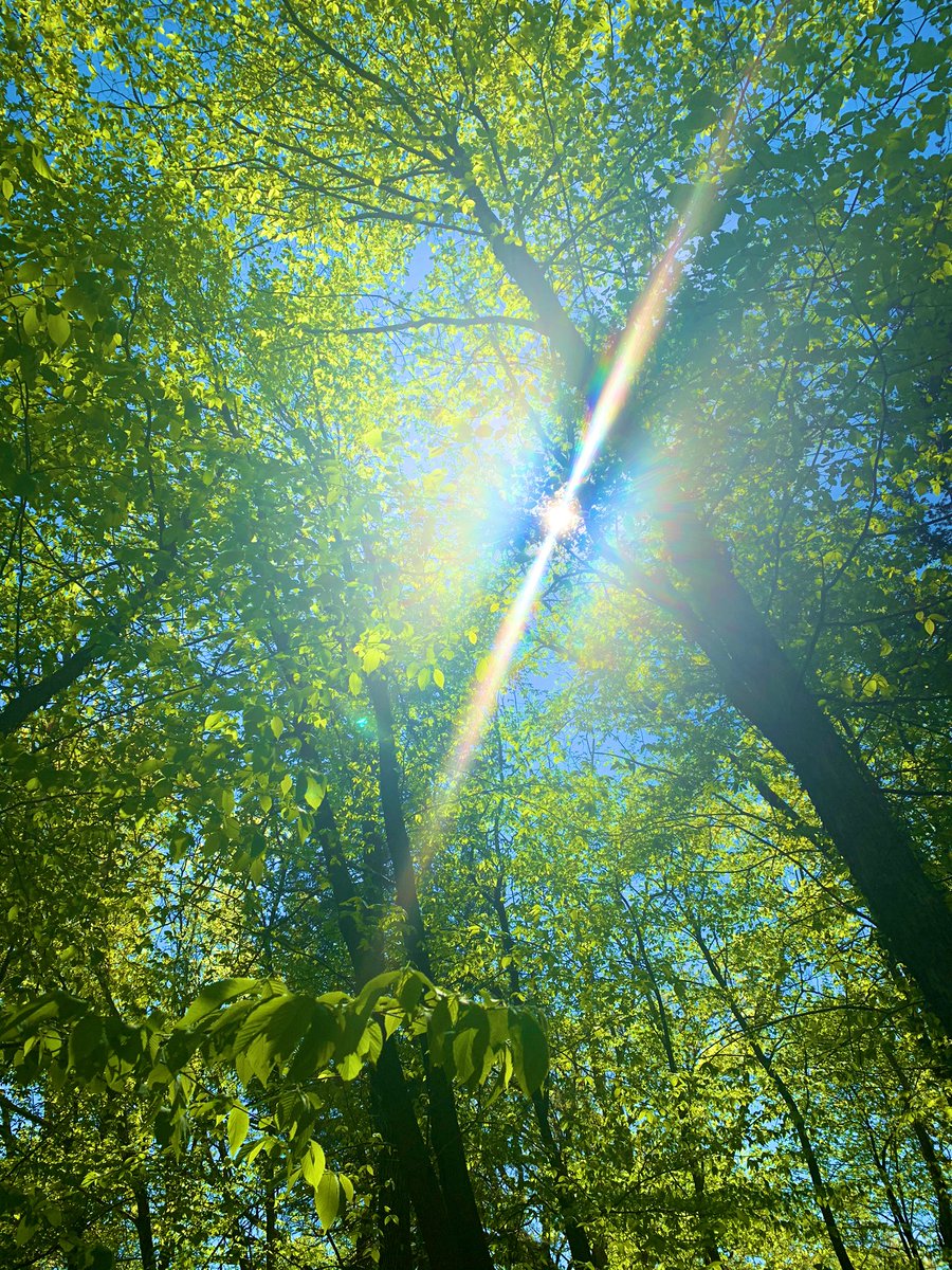 getting some vitamin D and looking at all the pretty leaves that just bloomed          